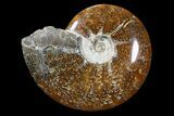 Bargain, Polished, Ammonite Fossil - Madagascar #89615-1